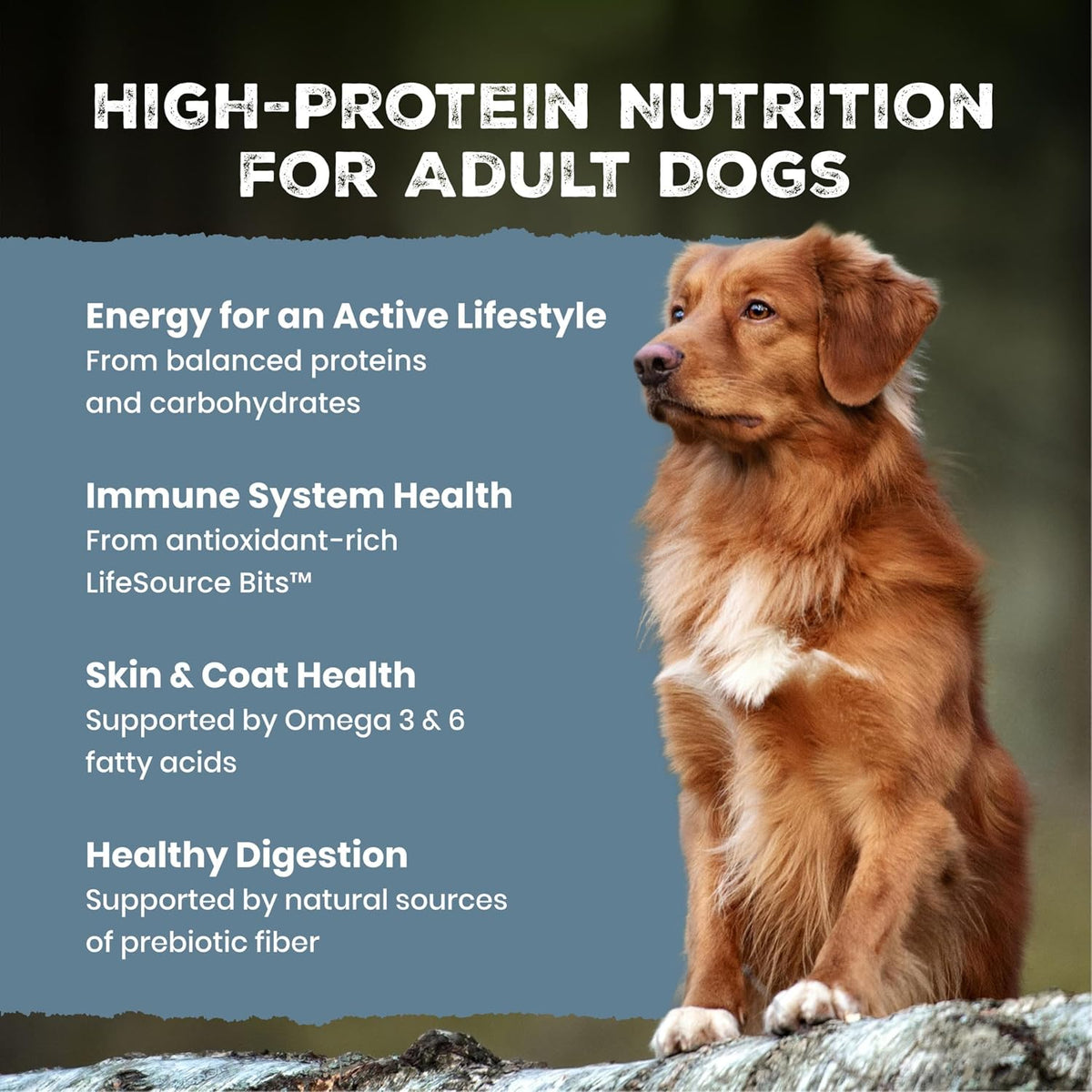 Wilderness Chicken & Wholesome Grains Adult Dry Dog Food 4.5Lb | 39G Protein, Real Chicken #1 Ingredient, Antioxidant-Rich Fruits & Veggies, High Protein to Fuel Adventures
